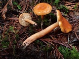 Lactarius subviscidus image