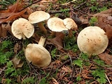 Tricholoma sulphureum image