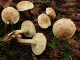 Tricholoma sulphureum image