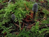 Mycena parabolica image