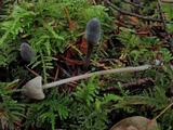 Mycena parabolica image