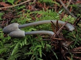 Mycena parabolica image