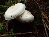 Inocybe whitei image
