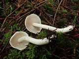 Inocybe whitei image