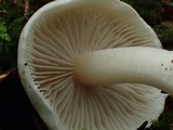 Inocybe whitei image