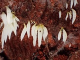 Mucronella fusiformis image
