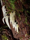 Mucronella fusiformis image