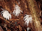 Mucronella bresadolae image