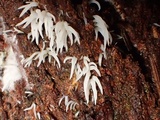Mucronella bresadolae image