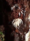 Mucronella bresadolae image