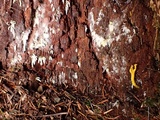 Mucronella bresadolae image