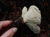 Jahnoporus hirtus image