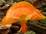 Hygrocybe reidii image