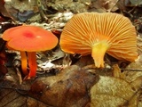 Hygrocybe reidii image