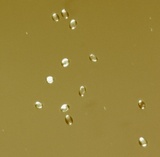 Hygrocybe reidii image