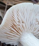 Tricholoma sulphureum image