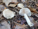 Tricholoma sulphureum image