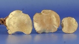 Tricholoma sulphureum image