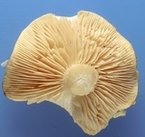 Tricholoma sulphureum image