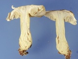 Tricholoma sulphureum image