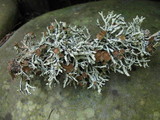 Hypogymnia heterophylla image