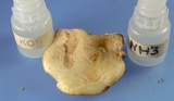Tricholoma sulphureum image