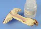 Tricholoma sulphureum image