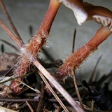 Gymnopus spongiosus image