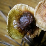Gymnopus spongiosus image