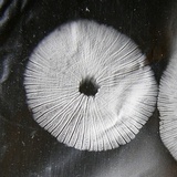 Gymnopus spongiosus image