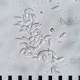 Gymnopus spongiosus image