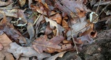 Mycopan scabripes image