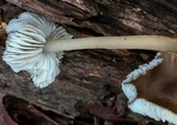 Mycopan scabripes image