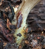 Mycopan scabripes image