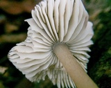 Mycopan scabripes image