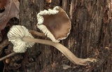 Mycopan scabripes image