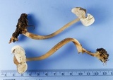 Mycopan scabripes image