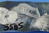 Mycopan scabripes image
