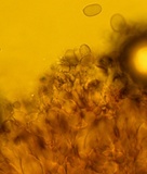 Mycopan scabripes image