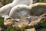 Bjerkandera fumosa image