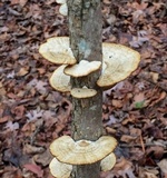 Daedaleopsis confragosa image