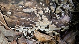 Xylobolus frustulatus image