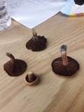 Lactarius camphoratus image