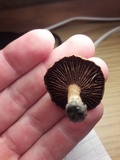 Lactarius camphoratus image