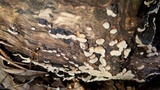 Xylobolus frustulatus image