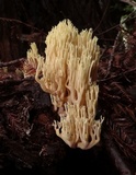 Ramaria stricta image