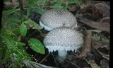Amanita onusta image