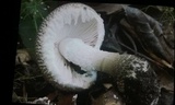 Amanita onusta image