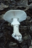 Amanita excelsa image
