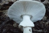 Amanita excelsa image
